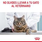 Royal Canin Intense Hairball pienso para gatos, , large image number null